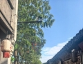 南京自驾游 怎么逛金陵城更有意思
